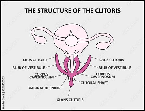 clit hood|Clitoris: Location, structure, diagram